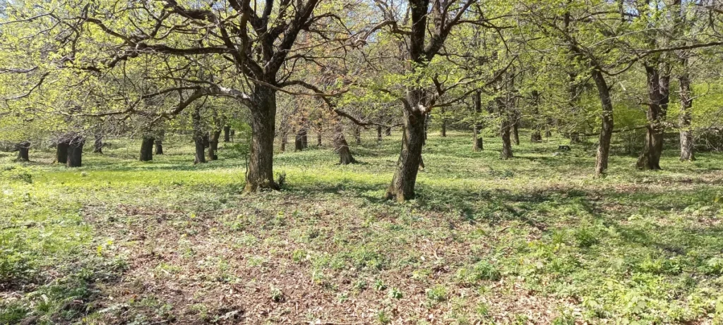 primavera2025